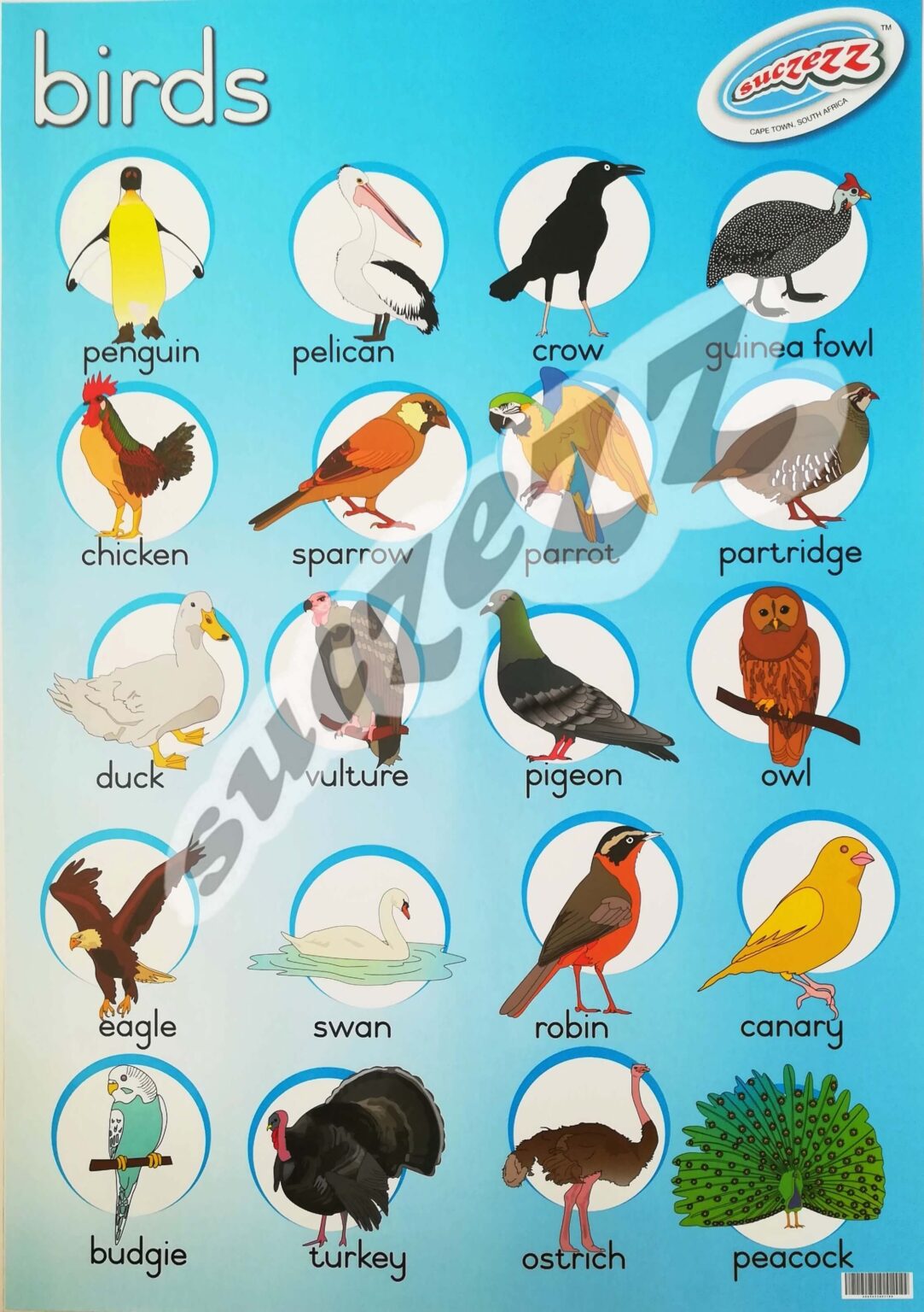 Birds - Poster