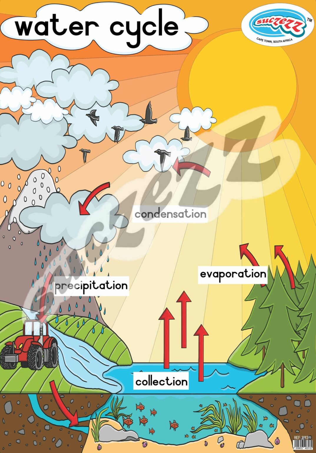 Water Cycle - Poster
