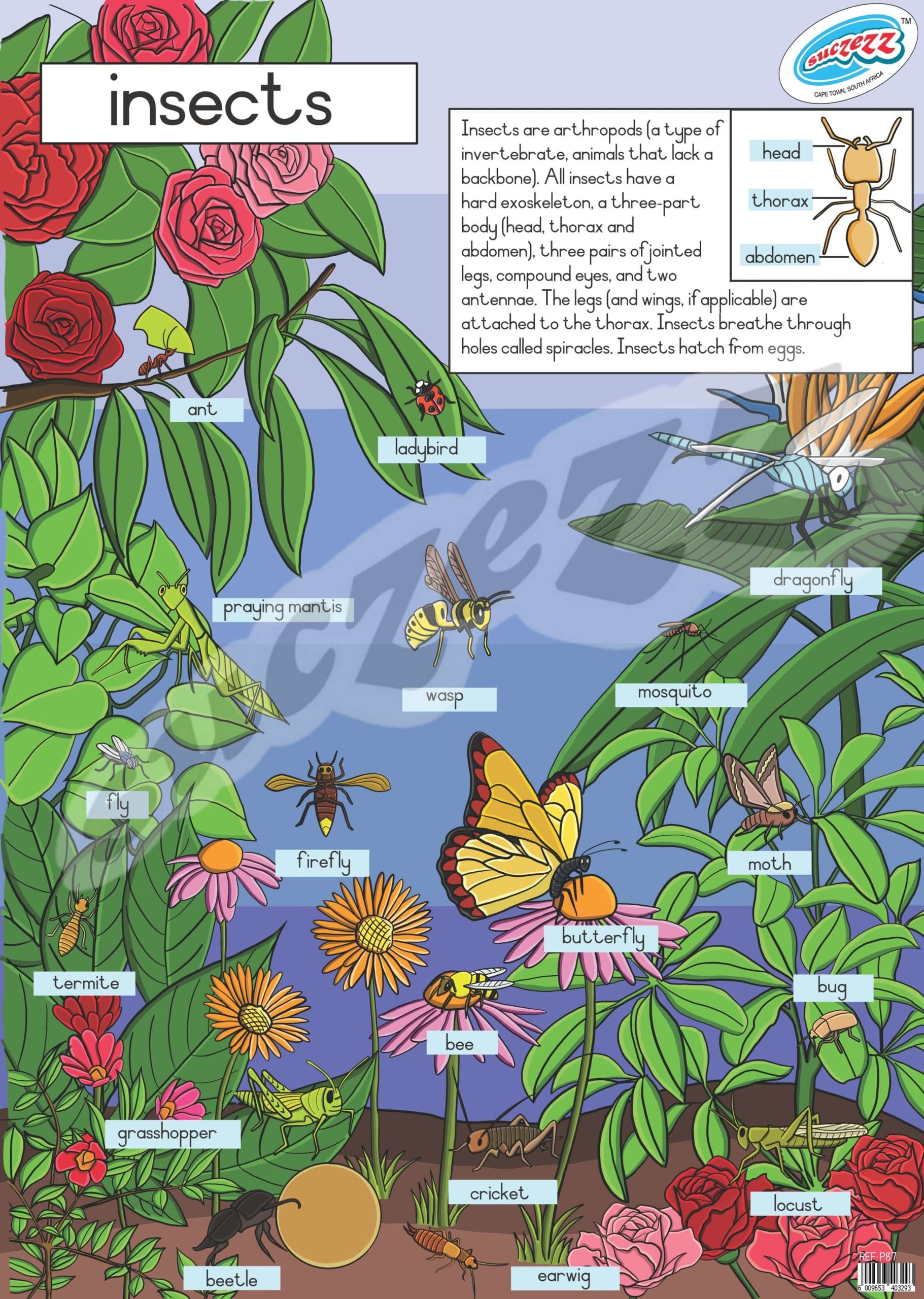 Insects - Poster