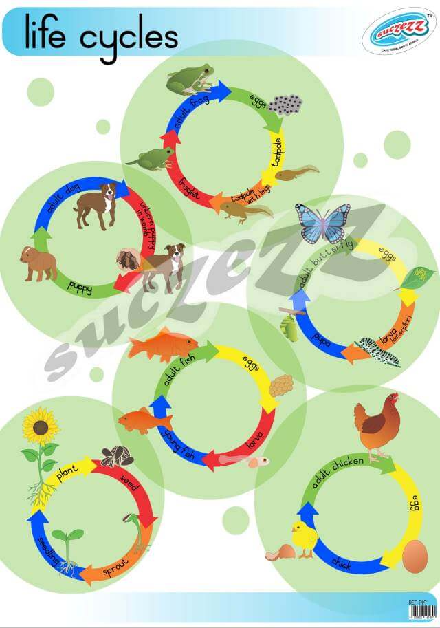 Life Cycles - Poster