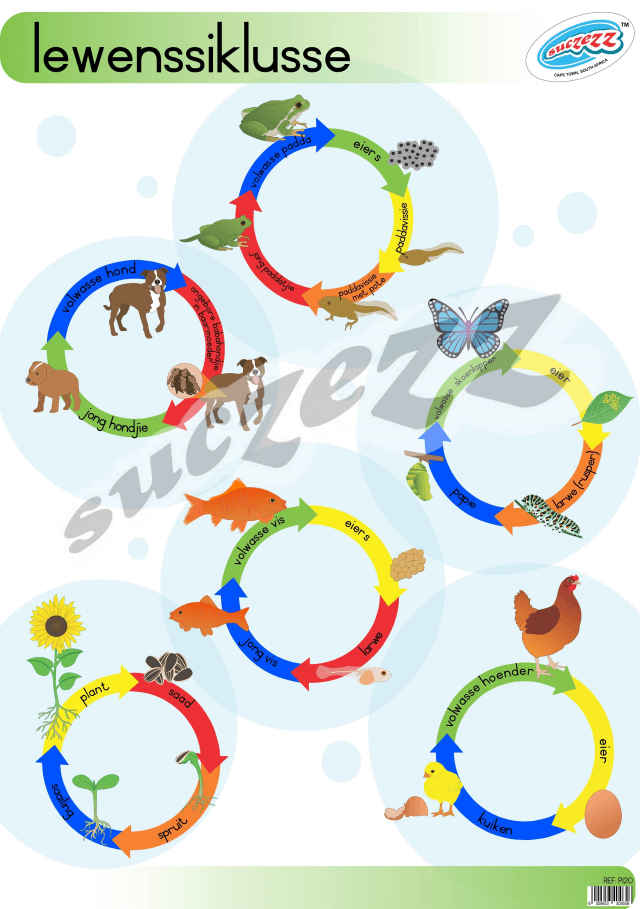 Lewensiklusse - Muurkaart