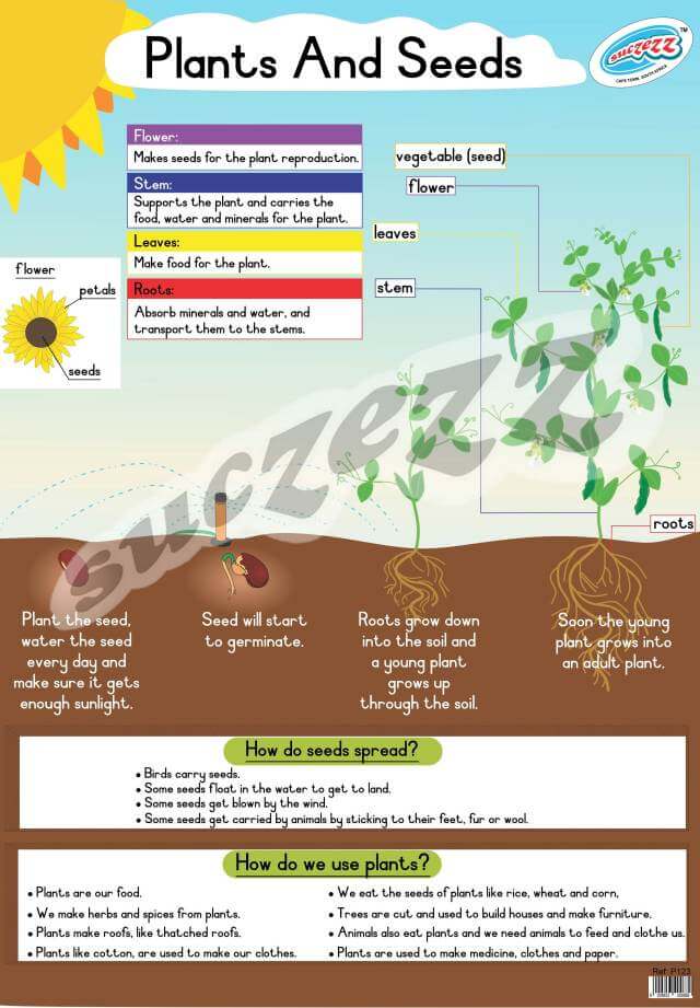 Plants And Seeds - Poster