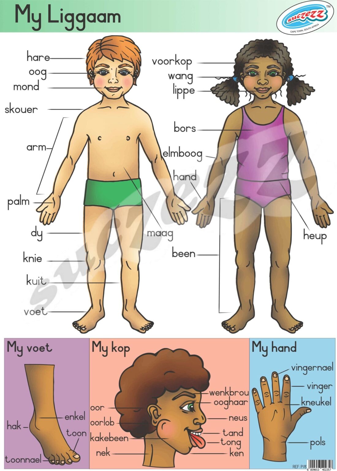 My Liggaam - Muurkaart