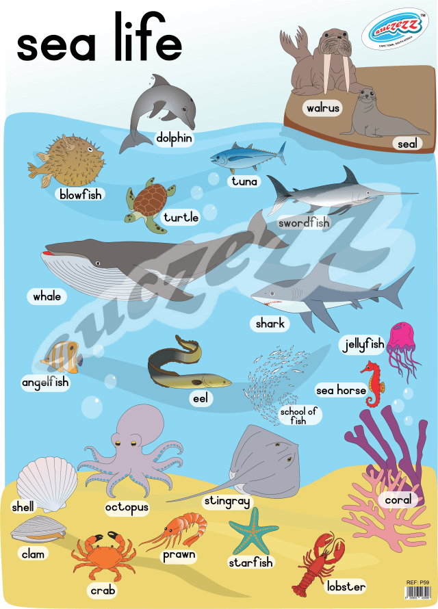 Sea-Life - Poster