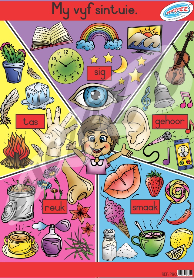 My Vyf Sintuie - Muurkaart