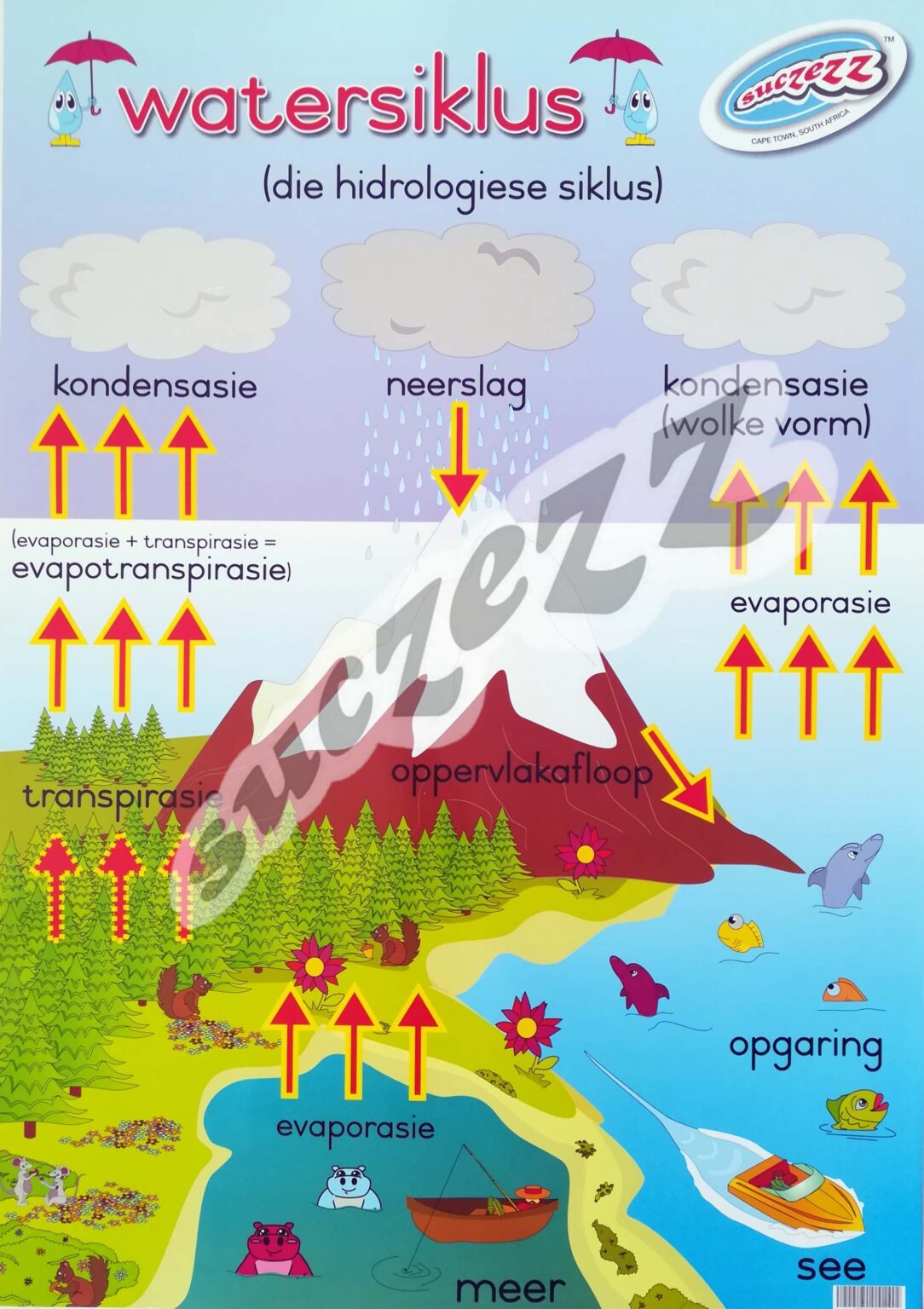 Watersiklus - Muurkaart